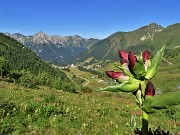 CORNO STELLA (2620 m), monti, laghi, fiori, stambecchi-11lu22 - FOTOGALLERY